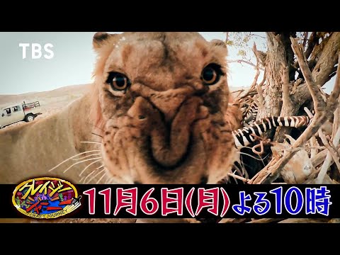 日本初の映像！砂漠で幻のライオンを守る女性サファリガイド･太田ゆか『クレイジージャーニー』11/6(月)【TBS】