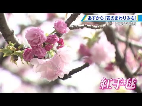 造幣局「花のまわりみち」５日から開催　サクラは咲き始め　今年のおすすめは「紅手毬」　広島市佐伯区