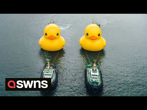 Giant yellow rubber ducks spotted in Hong Kong waters | SWNS