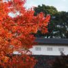 皇居乾通り秋の一般公開 皇居の紅葉2025年のアクセスと参観方法｜11月29日～12月7日