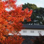 皇居乾通り秋の一般公開 皇居の紅葉2025年のアクセスと参観方法｜11月29日～12月7日