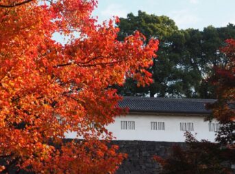 皇居乾通り秋の一般公開 皇居の紅葉2025年のアクセスと参観方法｜11月29日～12月7日