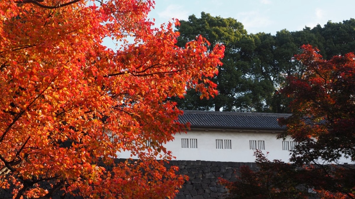 皇居乾通り秋の一般公開 皇居の紅葉2025年のアクセスと参観方法｜11月29日～12月7日
