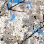 皇居・乾通りの桜（宮内庁）
