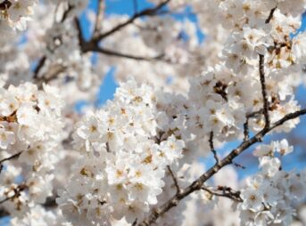 皇居・乾通りの桜（宮内庁）