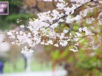 令和5年皇居乾通り 春の一般公開 桜の通り抜け 2023年3月25日