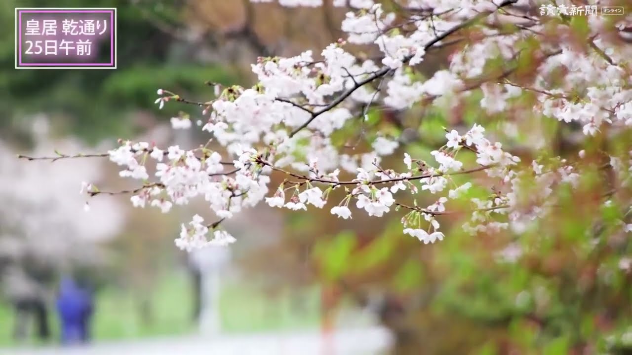 令和5年皇居乾通り 春の一般公開 桜の通り抜け 2023年3月25日
