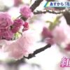 造幣局広島支局『花のまわりみち』2024年4月5日～11日 観覧方法とアクセス
