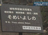 神戸地方気象台 王子動物園の桜の標本木21年ぶりに変更